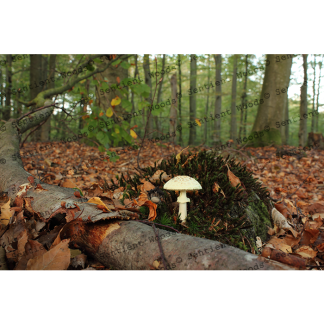 Amanita citrina
