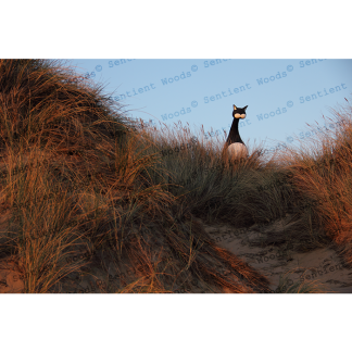 Beach Grass