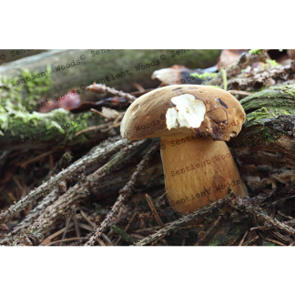 Boletus badius