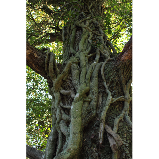 Entangled