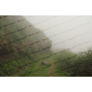 Fog