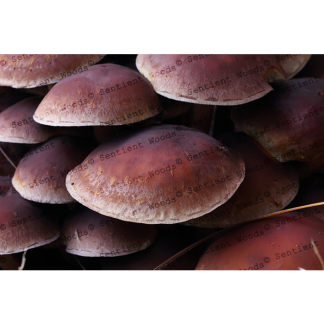 Hypholoma lateritium