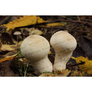 Lycoperdon perlatum