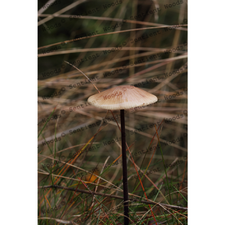 Marasmius alliaceus
