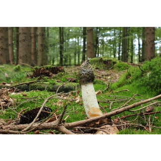 Phallus impudicus
