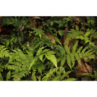 Psolodesmus mandarinus mandarinus
