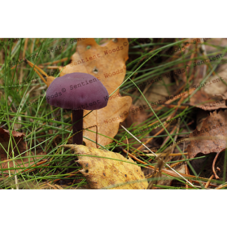 Laccaria amethystina