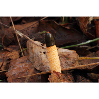 Mutinus caninus