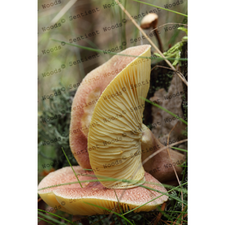 Tricholomopsis rutilans